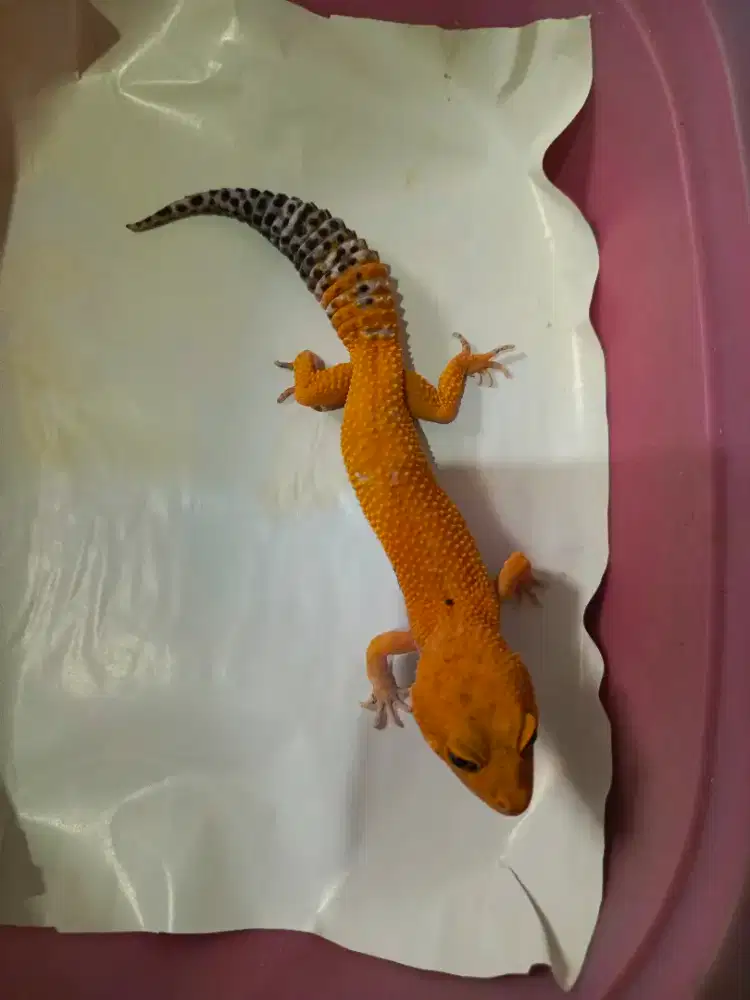 Gecko cuantik dewasa
