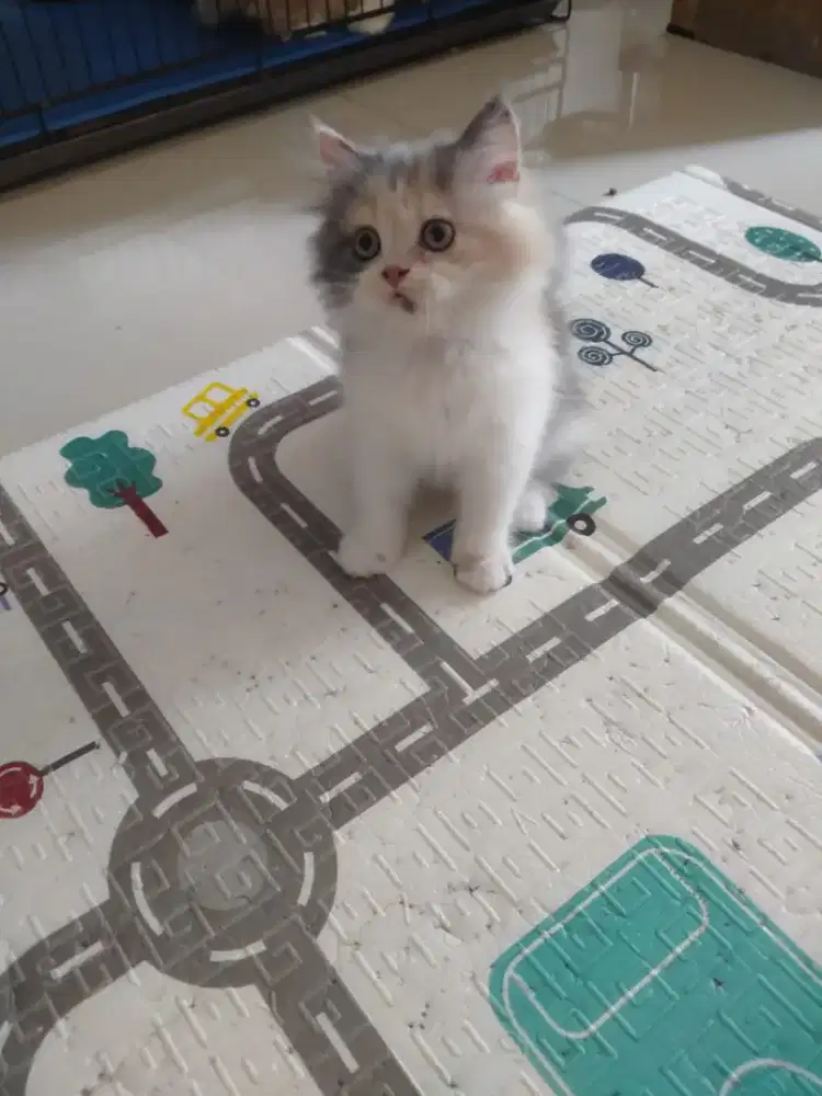 Kitten Persia betina