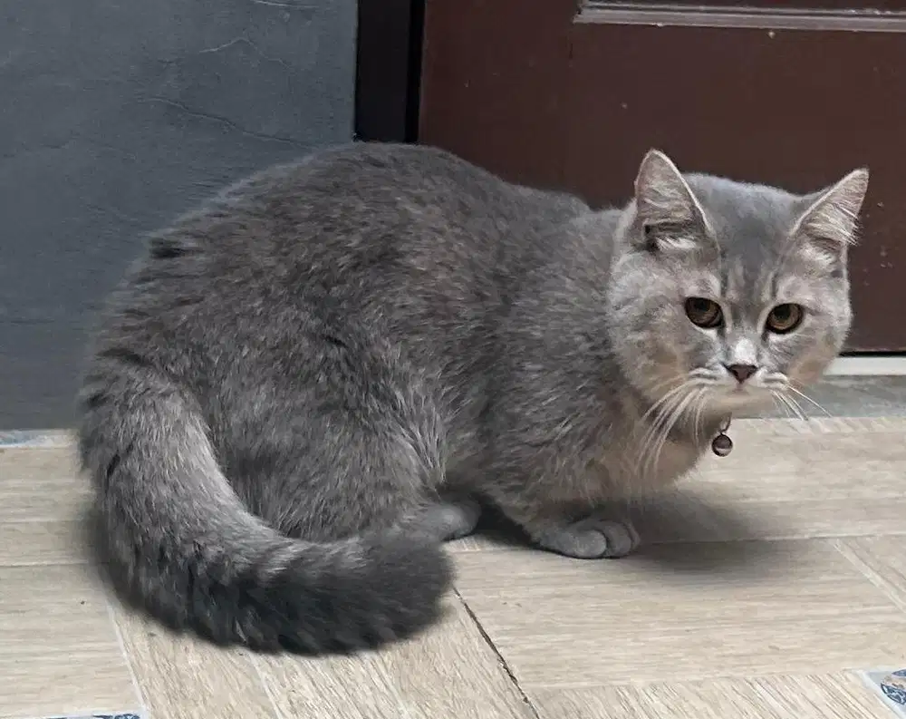 Kucing munchkin bsh british shorthair british short hair