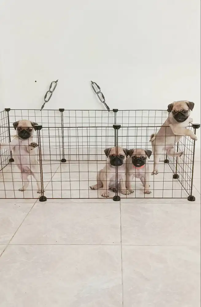 Pug puppies 2 bln, 3 jantan 1 betina