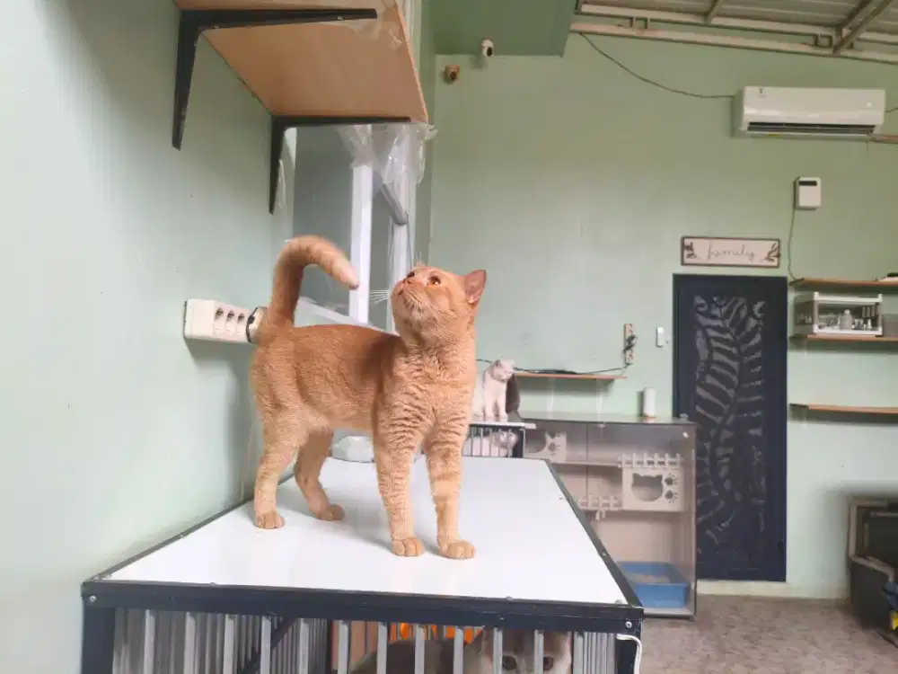 Kucing jantan umur 1.5 tahun  kondisi 100% sehat berat badan 4.5 kg