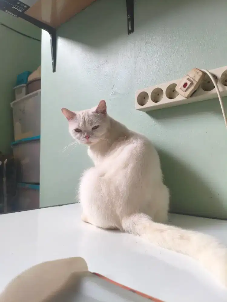 Kucing perempuan kucing sudah seteril kondisi kucing sehat