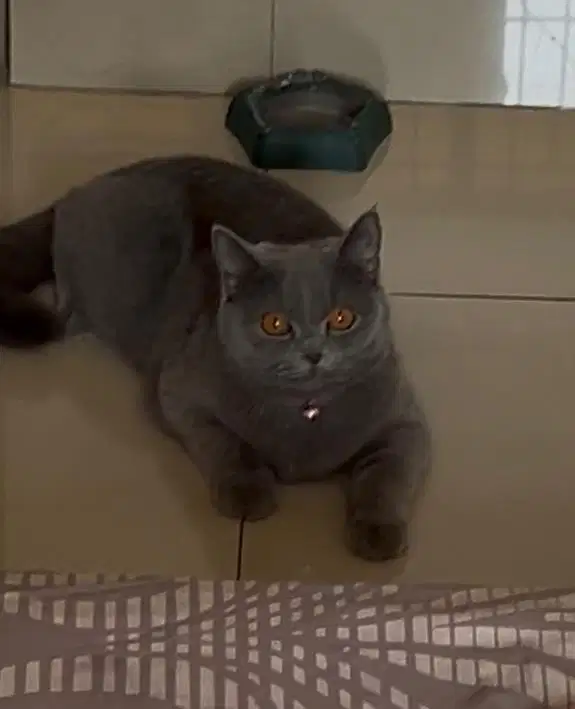 Kucing british shorthair bsh british short hair betina