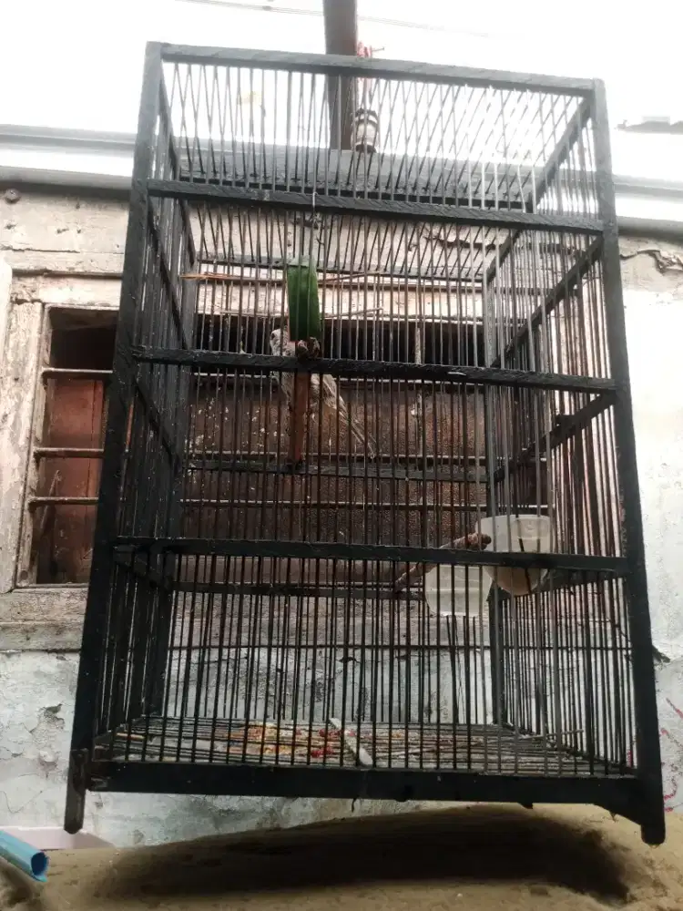 Burung trucuk jantan