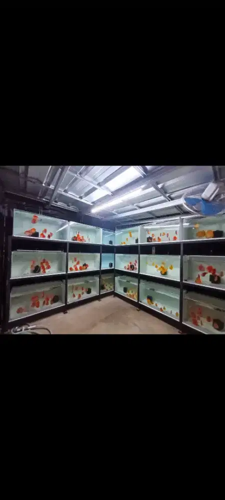 Tenaga Cuci Aquarium