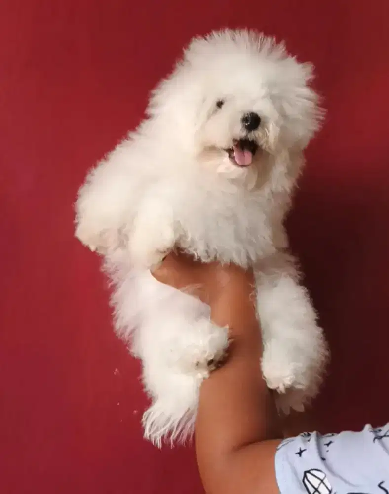 Bichon frise 3 bulan jantan non stambum