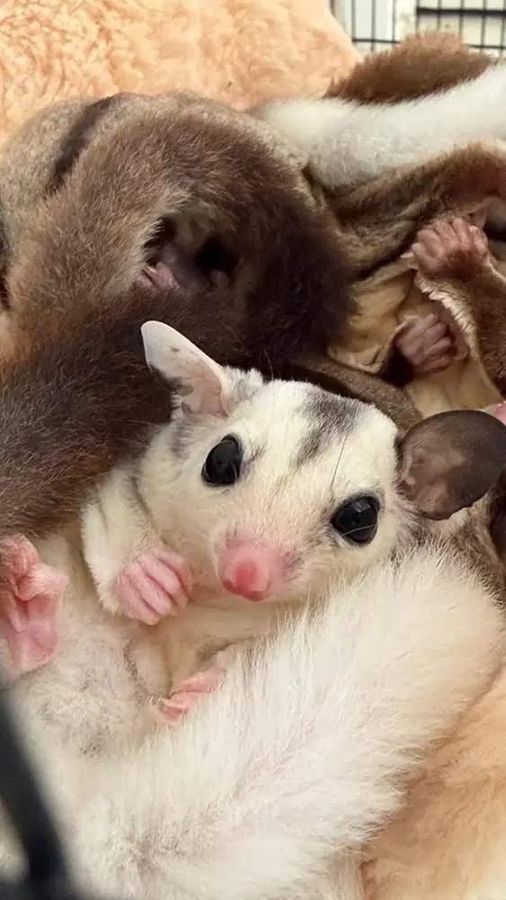 Sugar Glider Mozaic