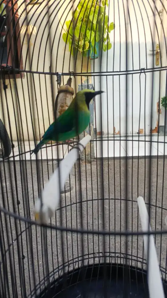 Burung Cica/Cucak Hijau Ranting Sumatera Sayap-Biru