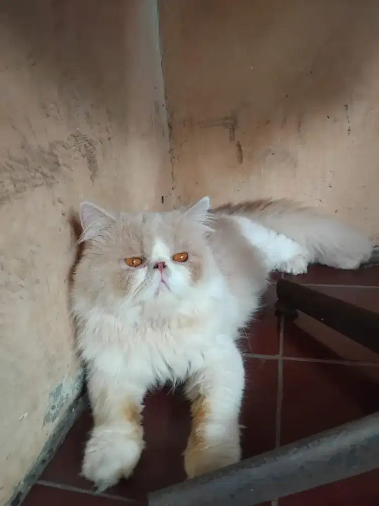 PEAKNOSE JANTAN BICOLOR