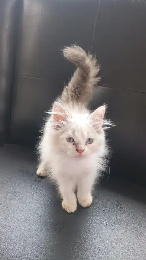 KITTEN HIMALAYA JANTAN