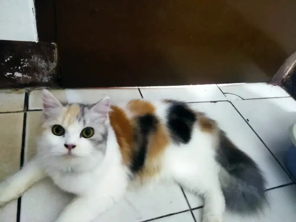 Kucing Angora Betina