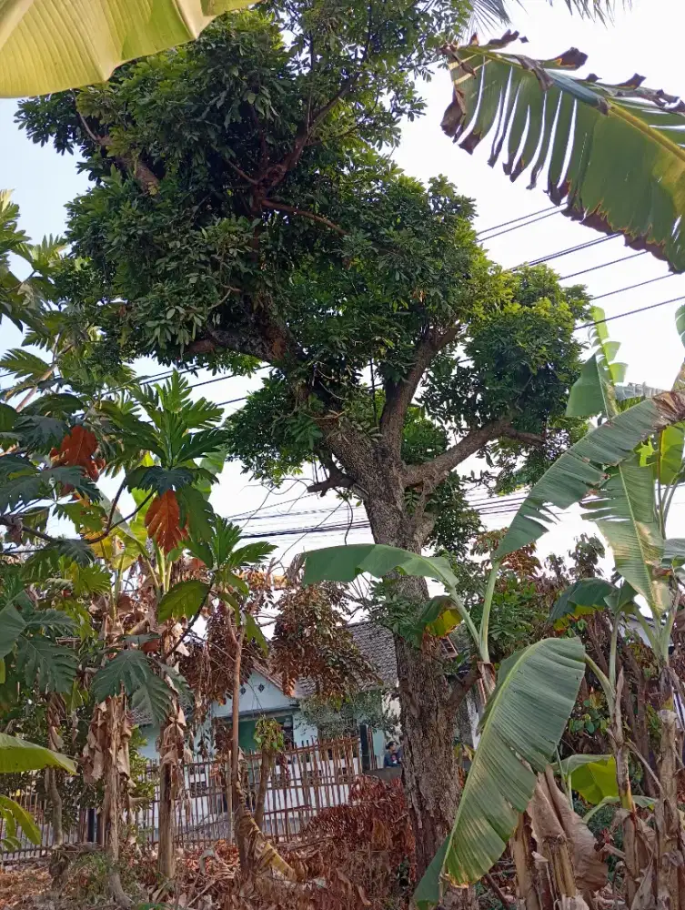 Pohon kayu bakar