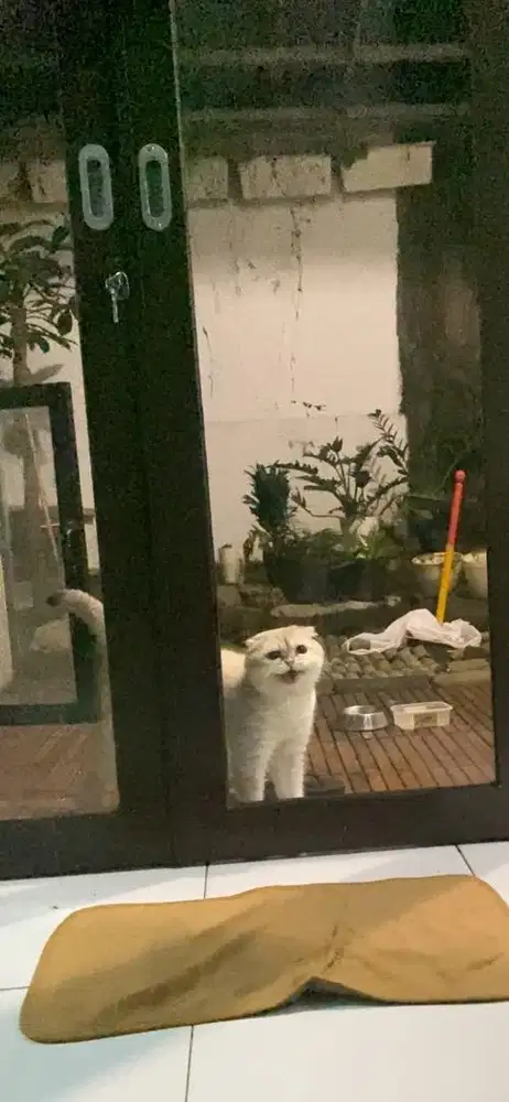 Jasa pacak kucing scottish fold bsh