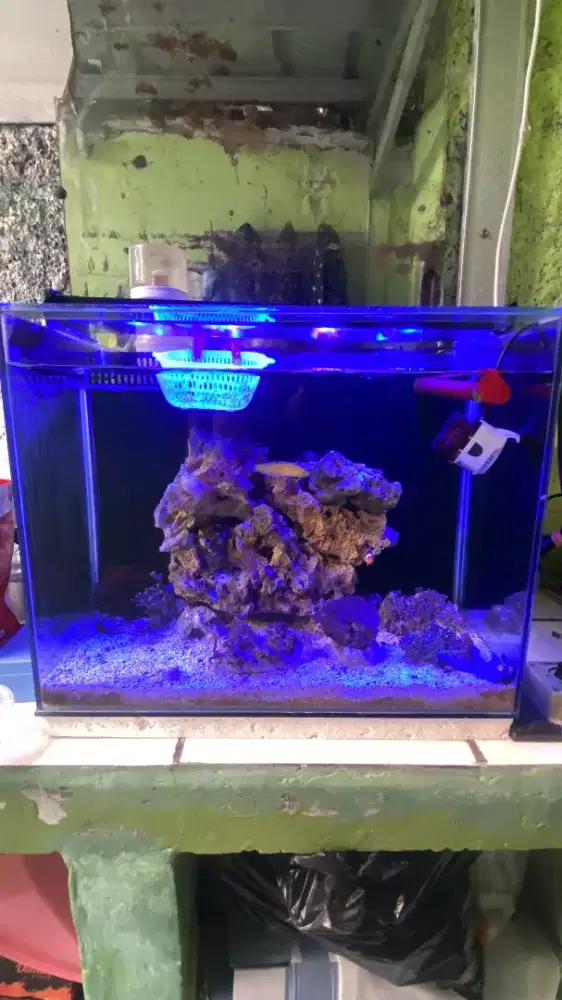 ukuran tank 50x40 aquarium laut