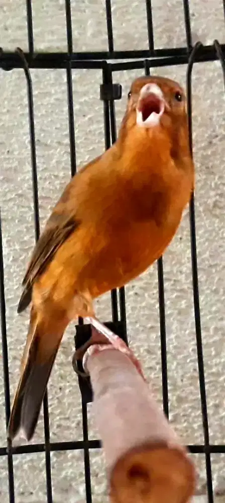 BURUNG KENARI GACOR ISIAN LAKBET CIBLEK DLL