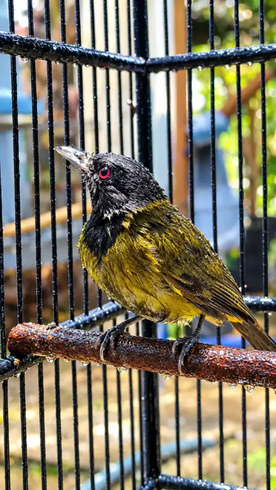 BURUNG SAMYONG TROTOL RAWATAN MATA MERAH