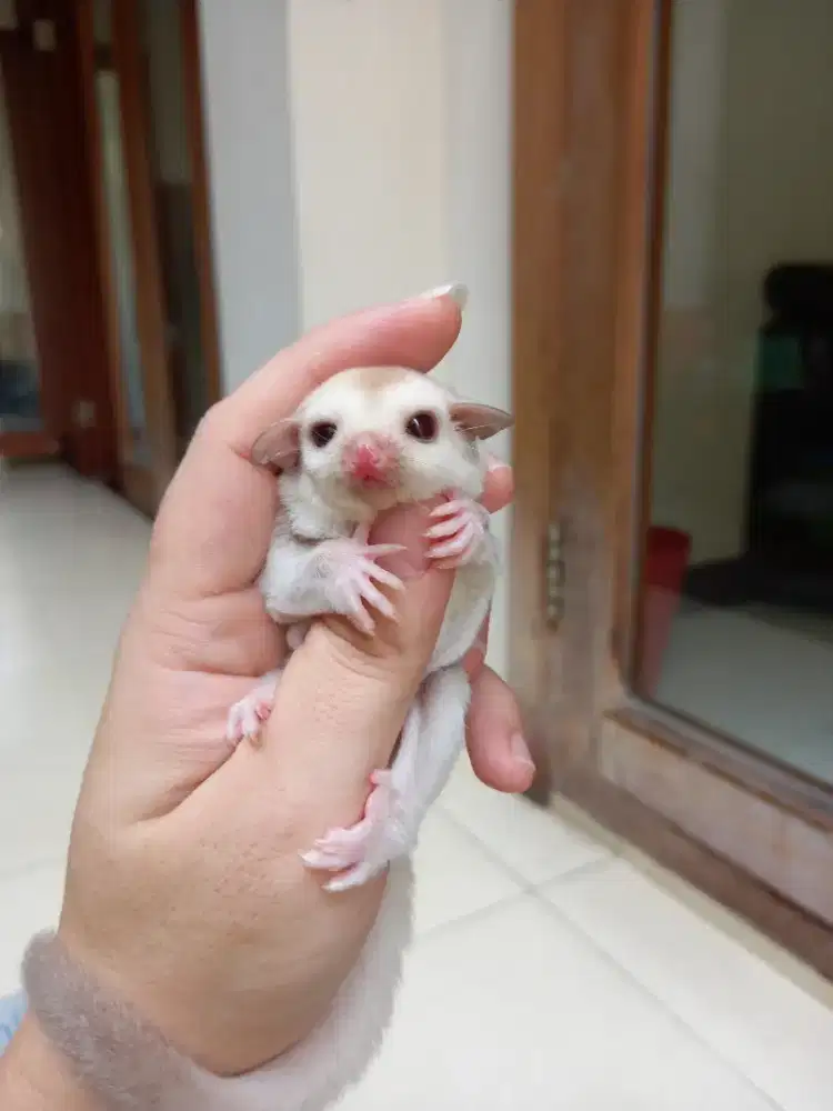 Sugar glider joey creamino