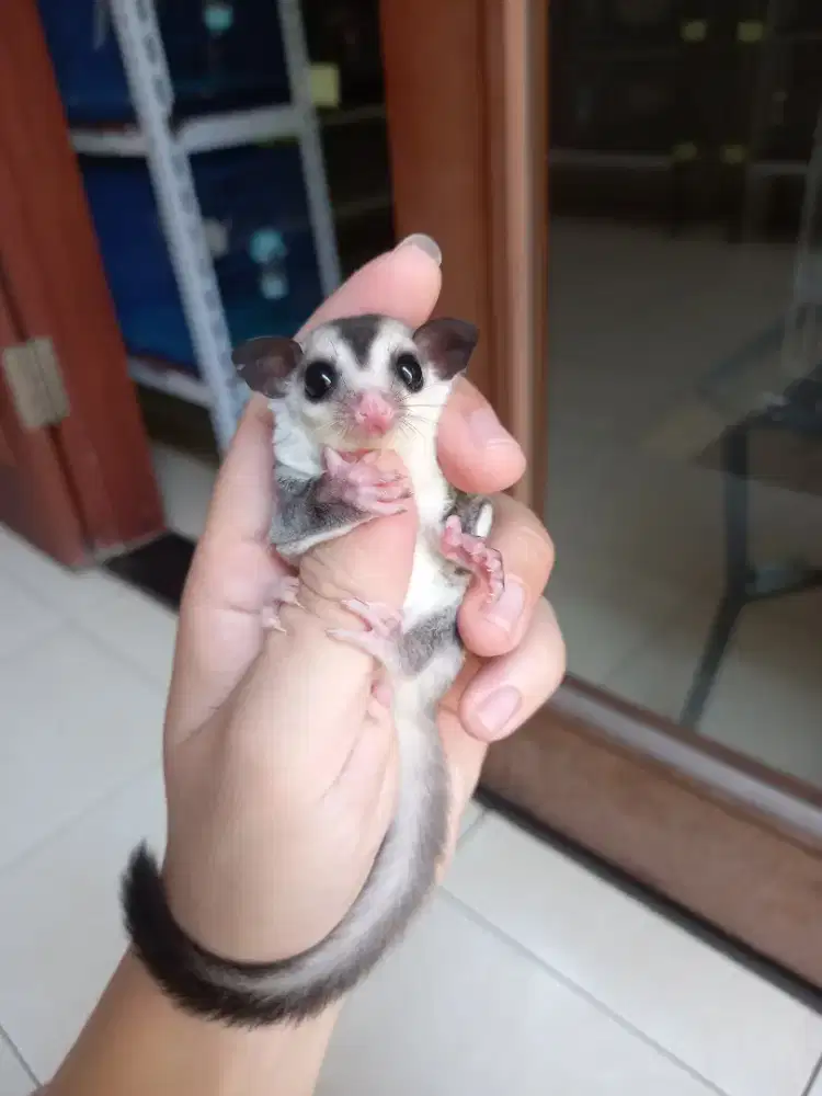 Sugar glider joey white face