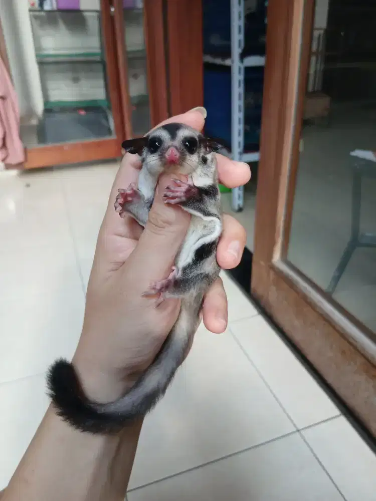 Sugar glider joey classic grey