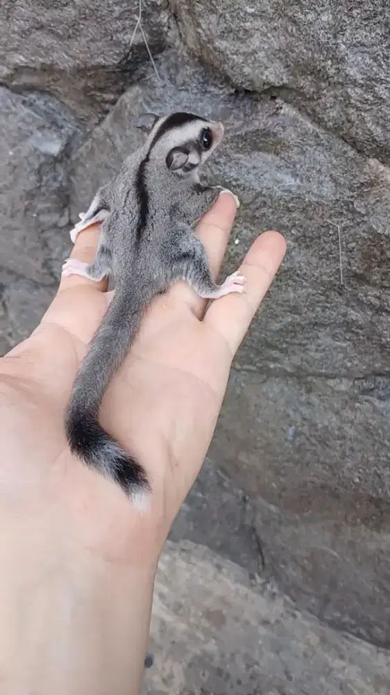 Sugar glider joey mozaic ringtail