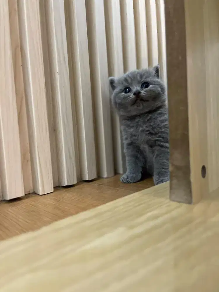 Kucing bsh kitten indukan import china