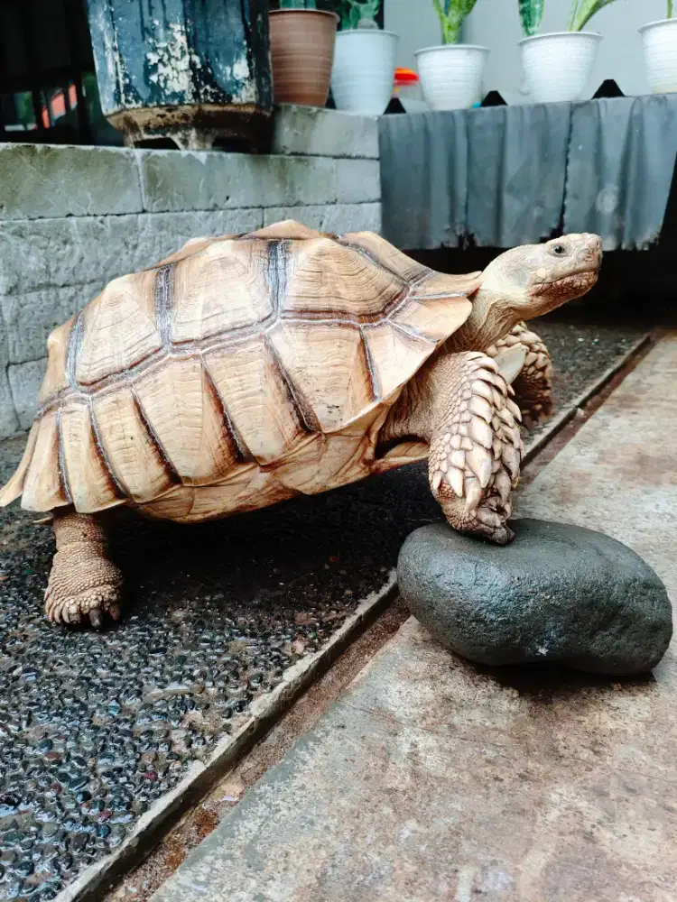 Sulcata jantan 50cm++