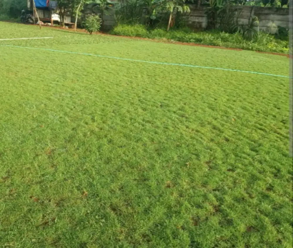 Tukang Taman Murah Bogor