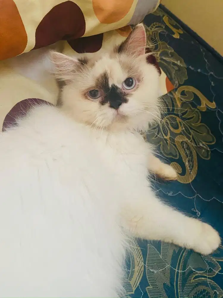 Kucing ragdoll jantan