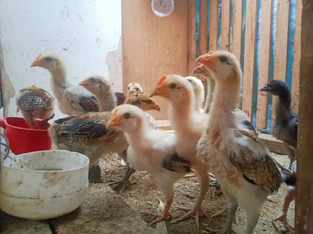 AYAM PELUNG ANAKAN