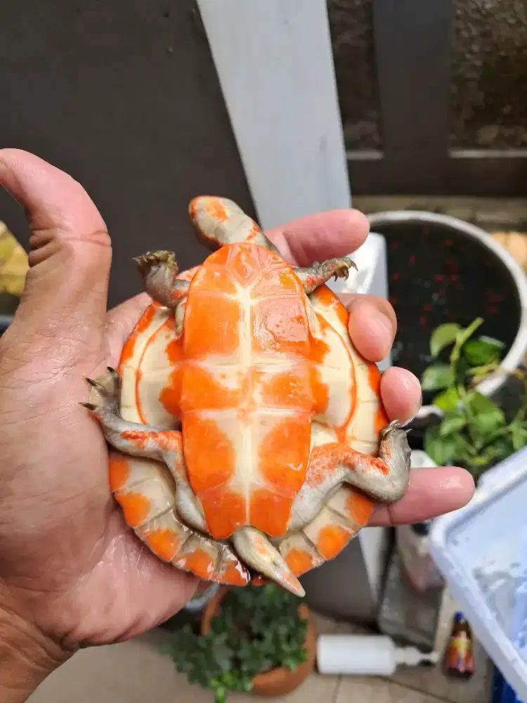 Kura kura dada merah, bukan brazil res