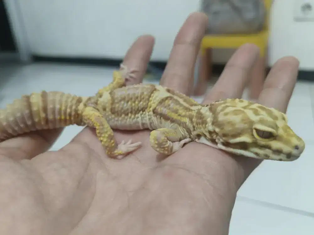 Jual Gecko Bell Bs Ph Eclipse
