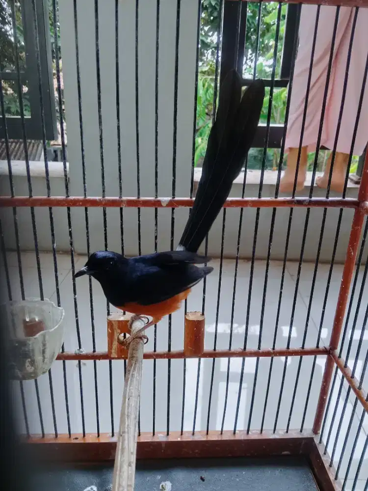 Murai batu dewasa