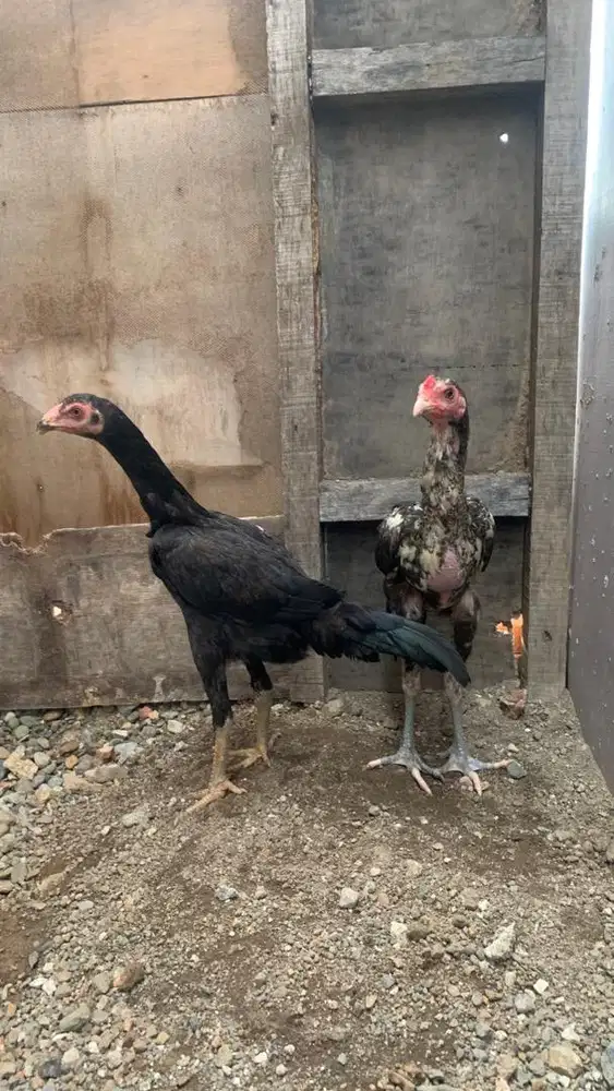 Sepasang ayam pama bulbi(bulu biang)