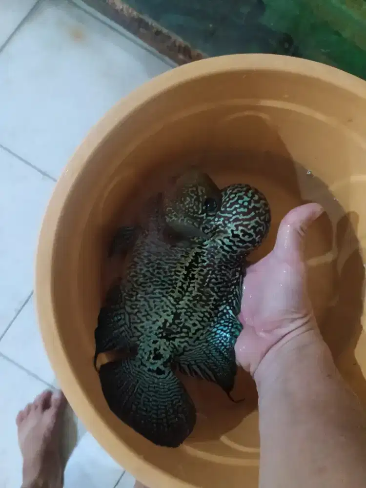 Ikan Louhan Kamfa 20 cm Cichlid Lohan