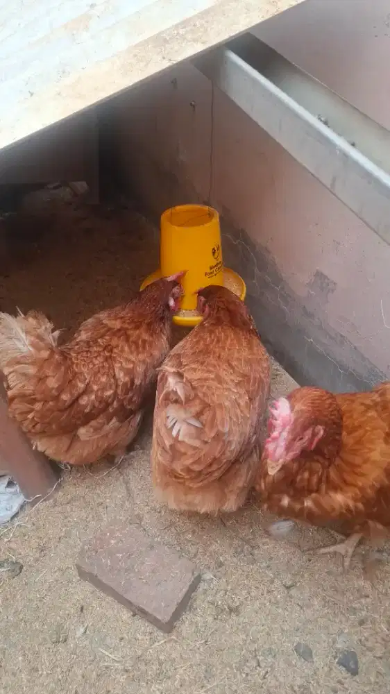Dijual Paket 3 Ayam petelur sudah produksi
