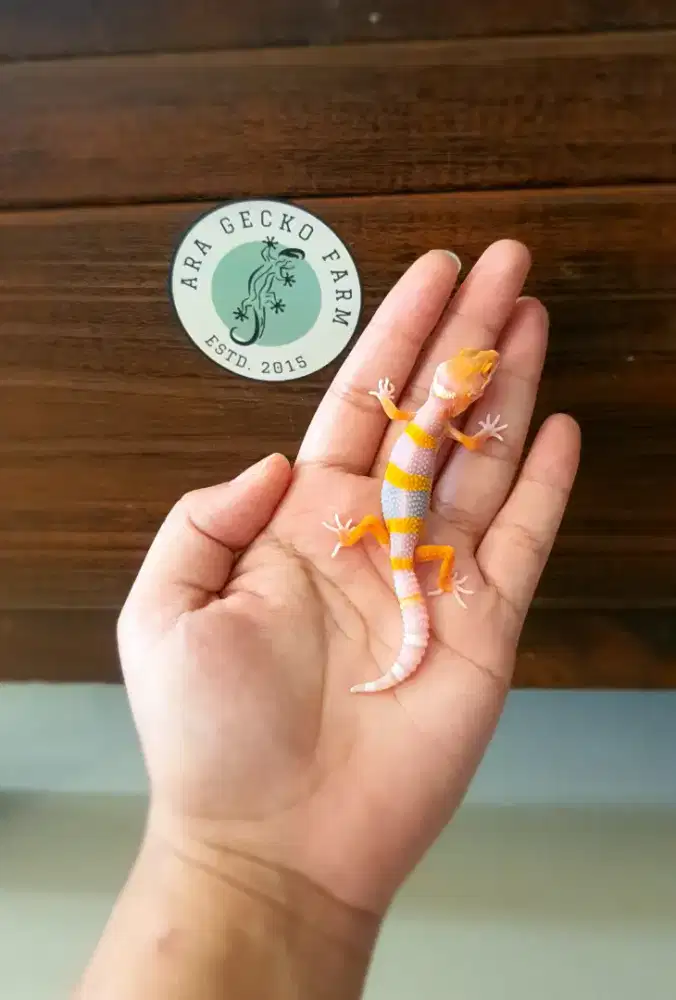 Leopard Gecko Ara Gecko