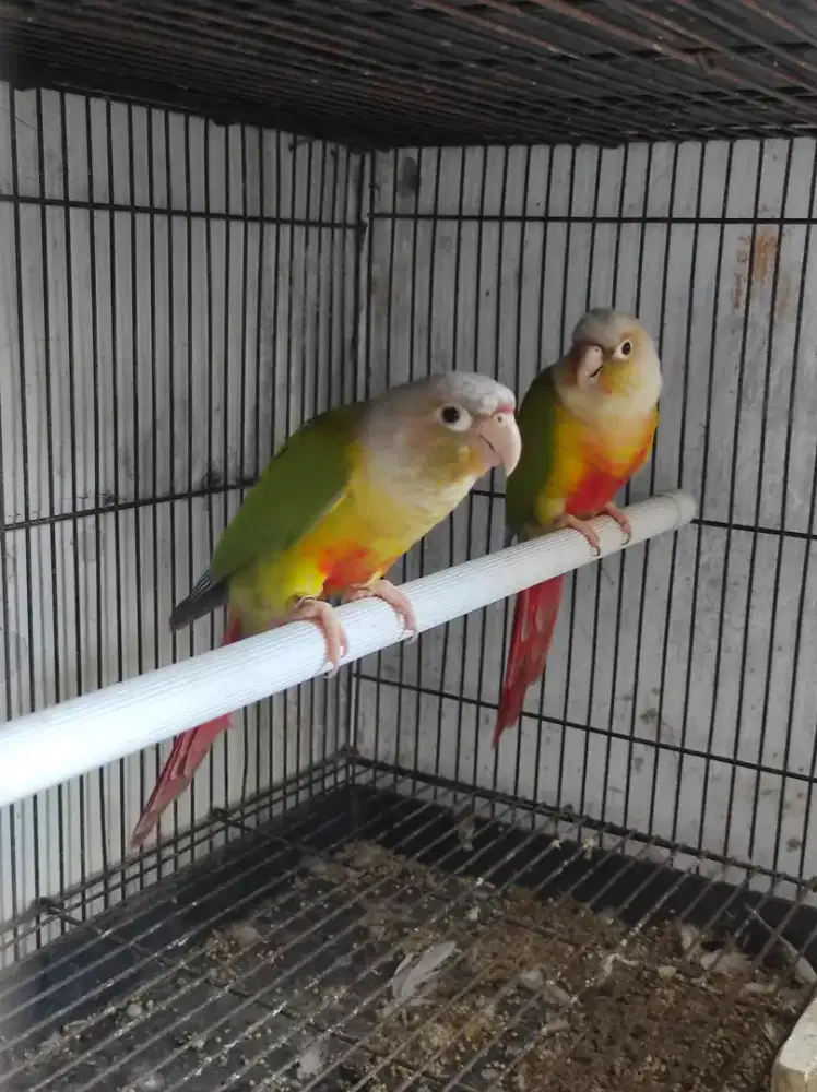 pineapple conure