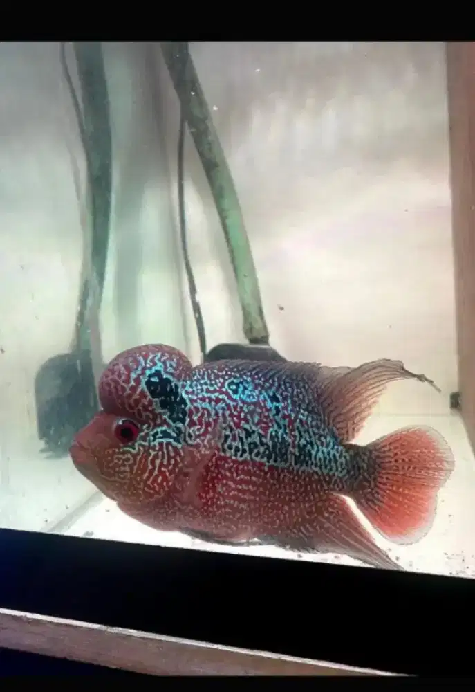 Ikan louhan cencu