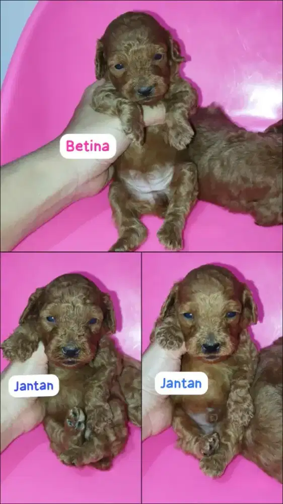 Toy Poodle red 2 jantan 1 betina