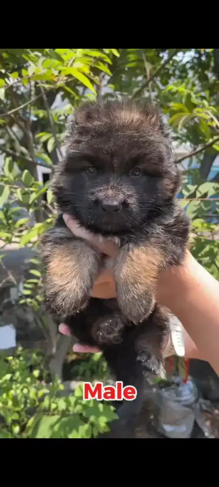 German shepherd atau herder jantan
