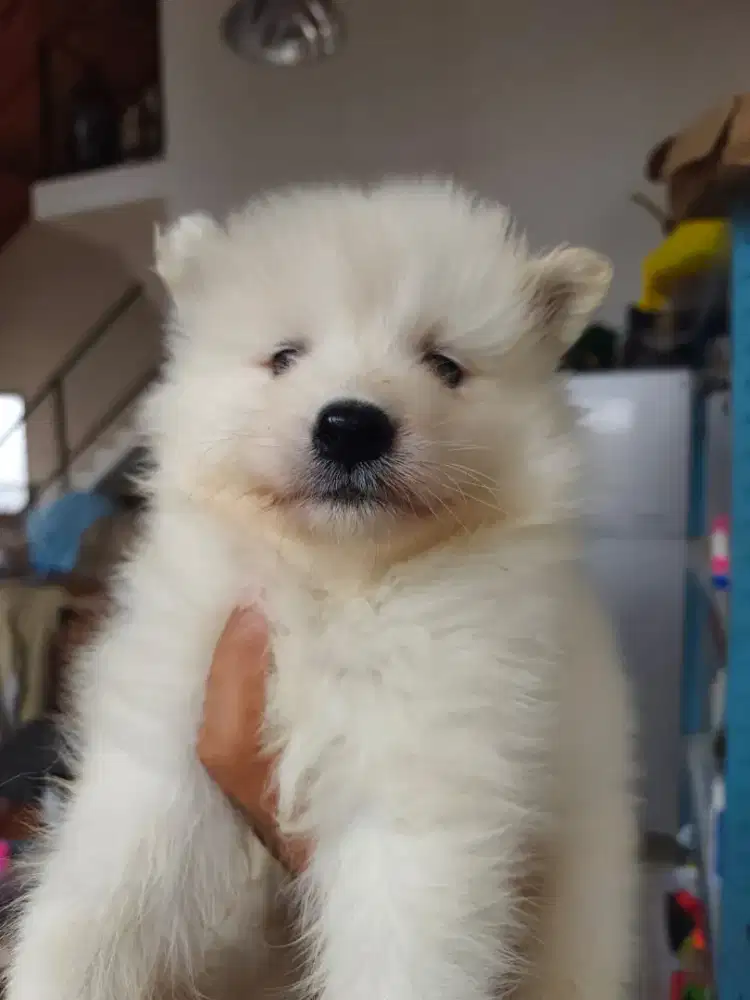 Samoyed putih jantan