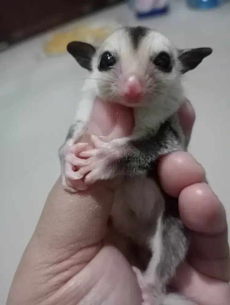 Sugar Glider Joey Betina Wf het Leu