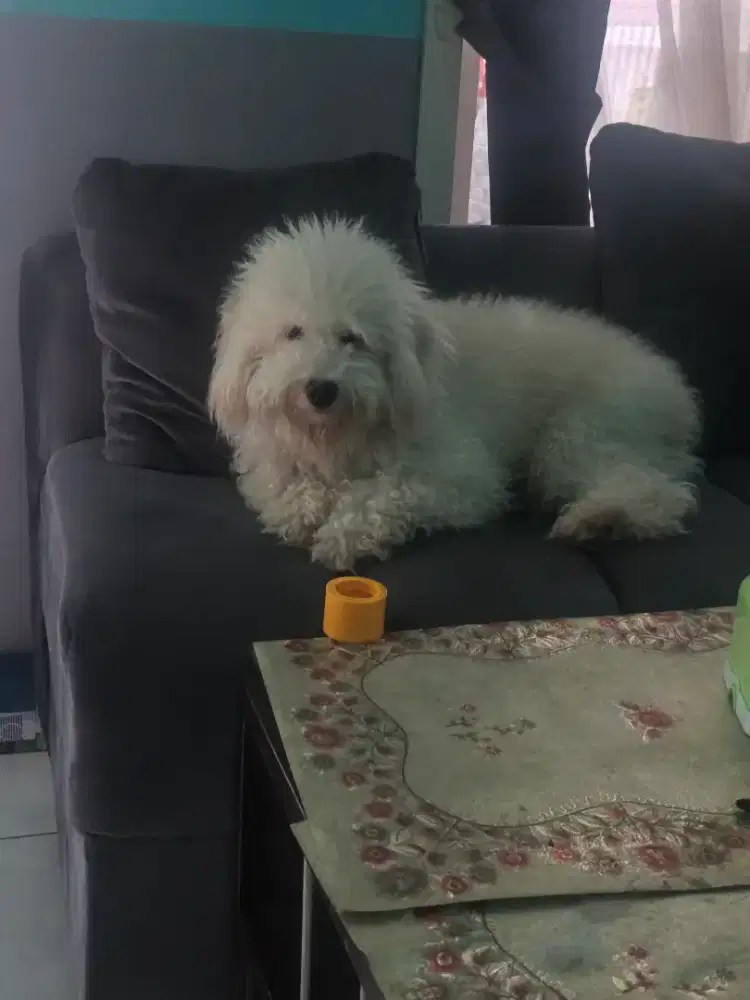 Adopsi anjing poodle  jantan