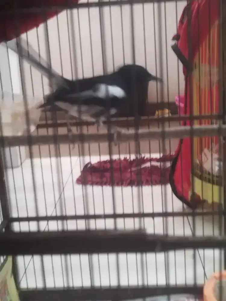 Burung Kacer Barter Burung Pentet / Cendet