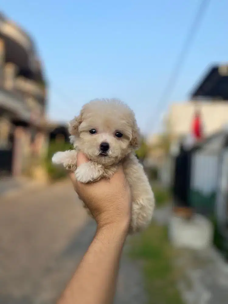 Tiny poodle betina lucu