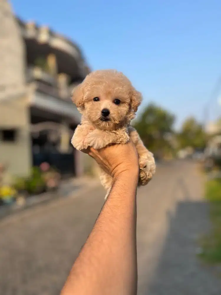 Tiny poodle jantan imut tedybear