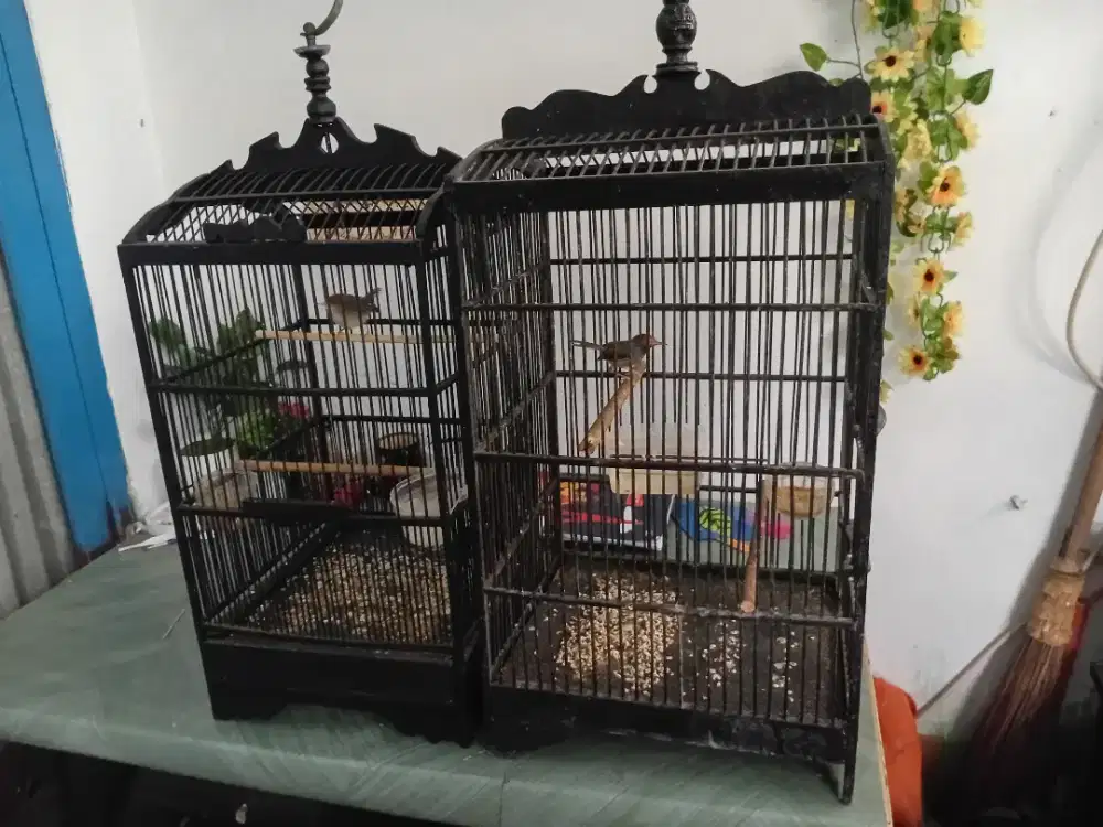 Prenjak atas sepasang gacor