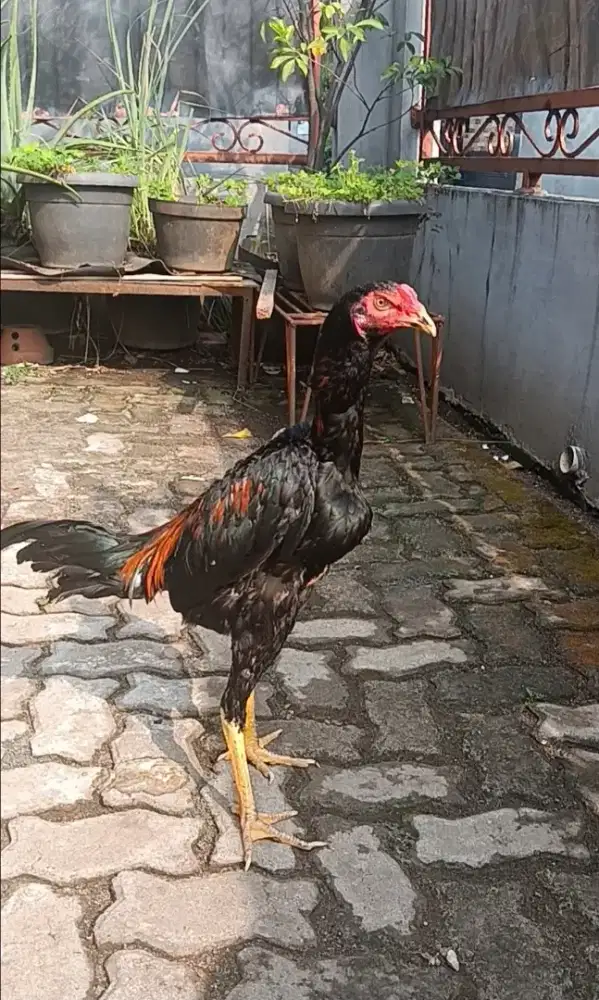 Ayam Bangkok Muda Gress