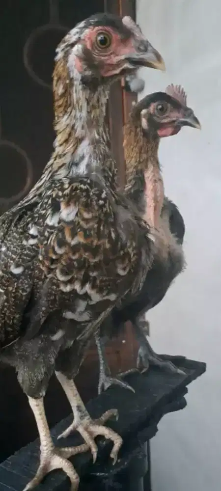 Ayam Ketawa Sepasang Type Durasi sambung X Durasi Sambung