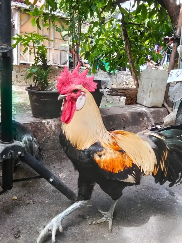 Sepasang ayam pelung jumbo